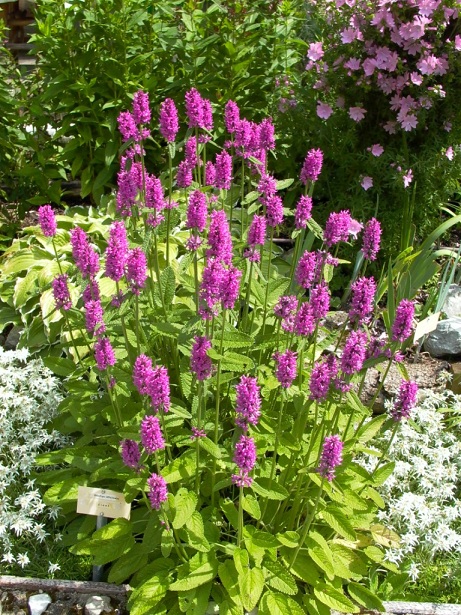 L1000769, stachys monnieri verkl2